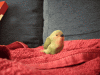 bolita verde